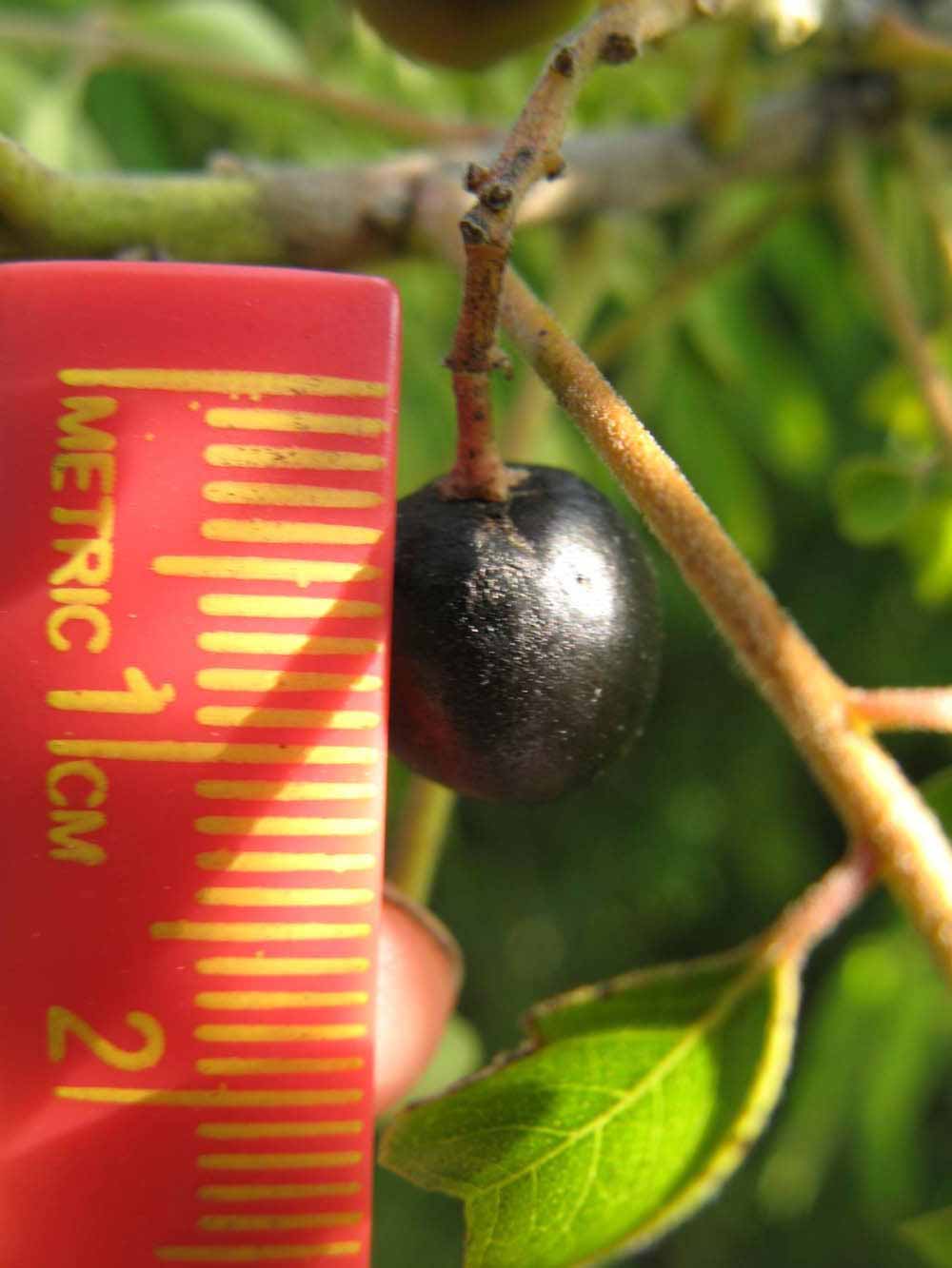              Fruit (Winter Haven, FL)       